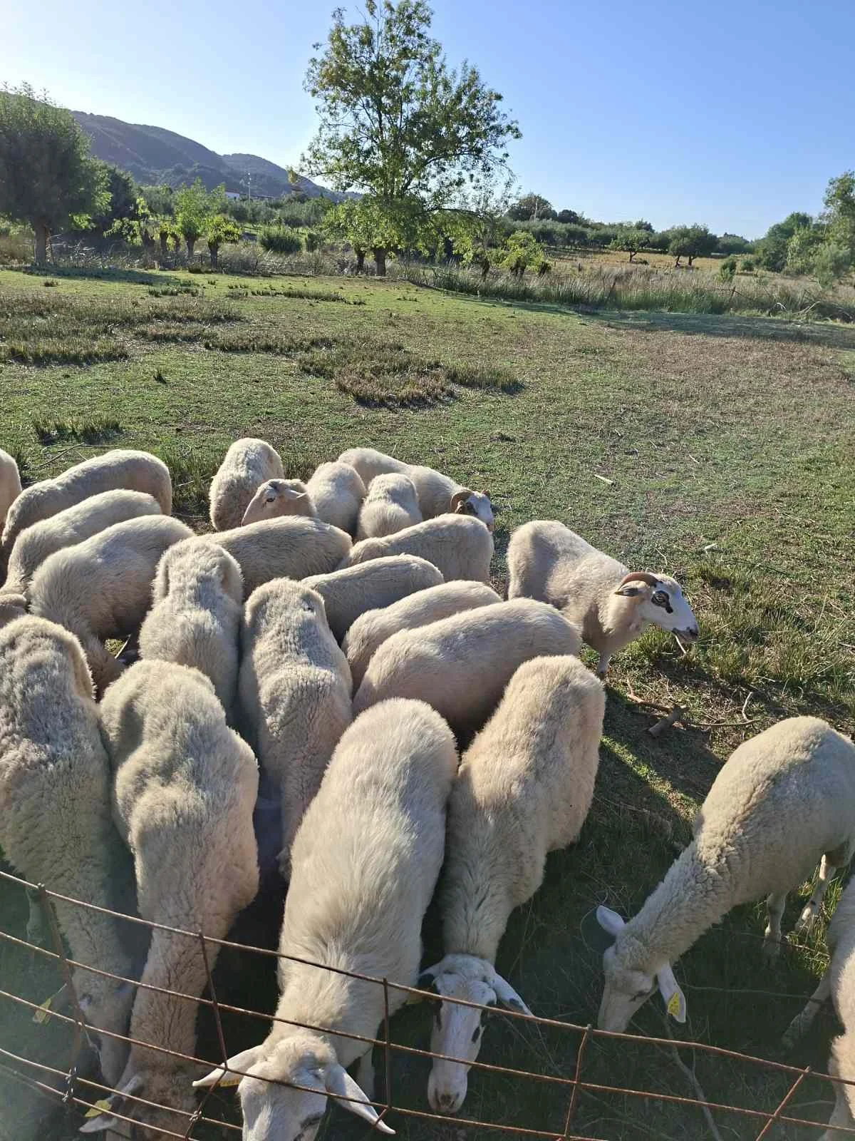Krošnje maslina u masliniku na otoku Rabu