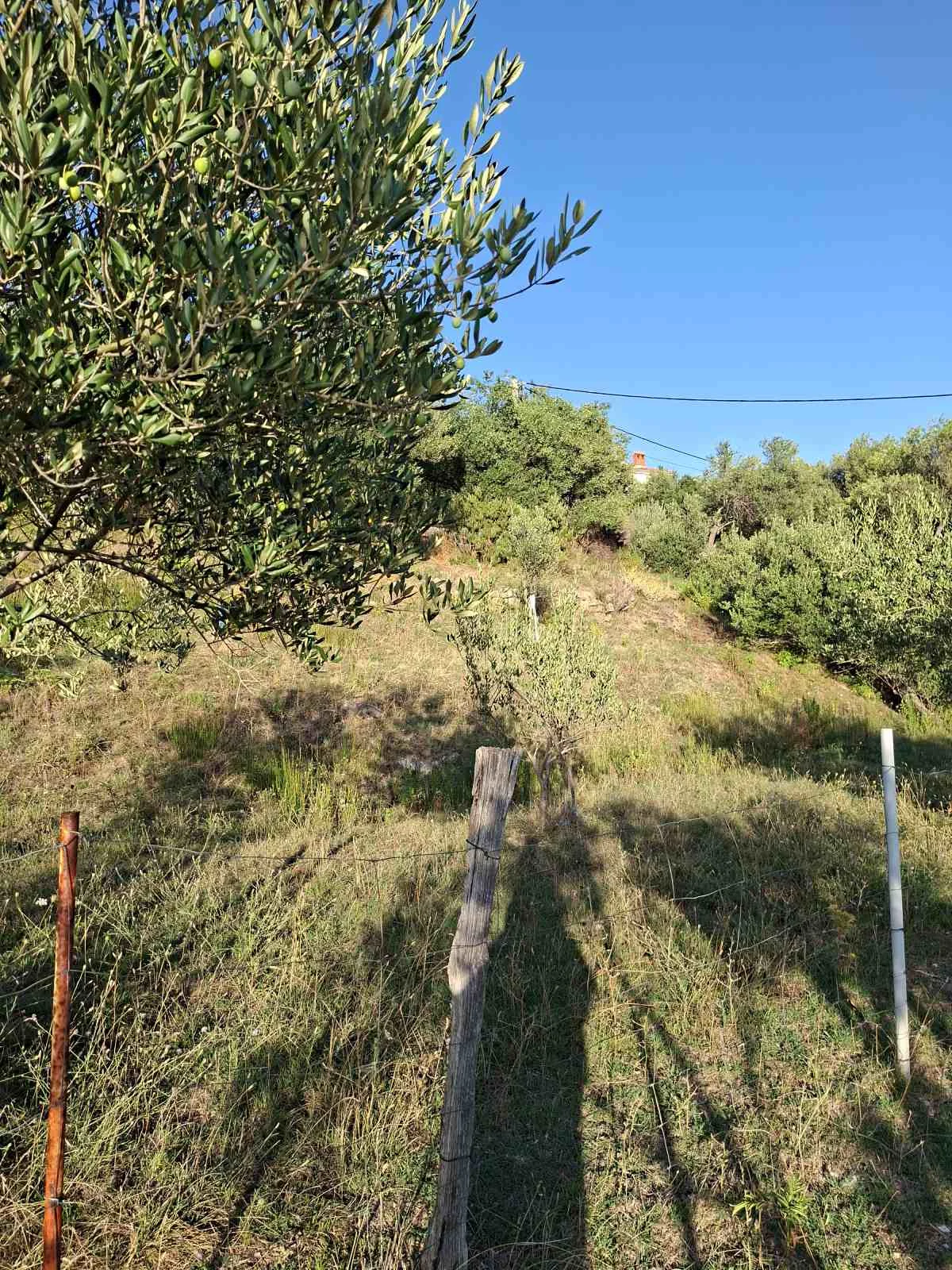 Detalj maslinovih listova i grana